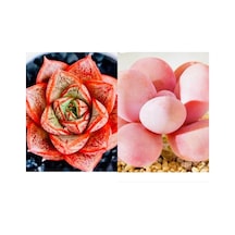 10 Adet Echeveria Purpusorum Succulent Tohumu