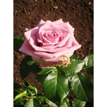 Videolu Pembe Yediveren Mis Kokulu 2 Adet Gül Fidanı 50-70 Cm Saksılı Pink Rose Sapling