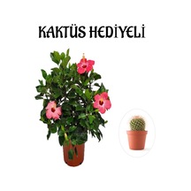 Kadınlar Gününe Özel Pembe Renk Japon Gülü Çiçeği Kaktüs Hediyeli