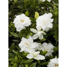 Muhteşem Kokulu Temizlik Simgesi 1 Adet Gardenya Çiçeği Saksılı 25-45cm Gardenia Flower