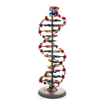 Protein Yapısı Modeli