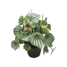 Peperomia Argyreia (Karpuz Çiçeği) Ø14 CM Y30-35 CM