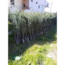 Tüplü Gemlik Zeytin Fidanı