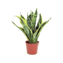 Paşa Kılıcı - Peygamber Kılıcı 1 Adet 20-30 Cm Saksılı Sansaveria Trifasciata İç/dış Mekan Bitkisi