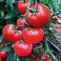 100 Adet Tohum Nadir Organik Bahçe Sırık Domates Tohumul