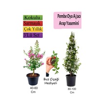 Pembe Oya Ağacı+ Arap Yasemini + Buz Çiçeği Hediyeli