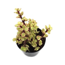 Portulacarıa Fil Hortumu Sukulent