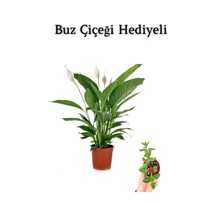 Hediyelik Beyaz Barış Çiçeği Sevgililer Gününe Özel Buz Çiçeği Hediyeli