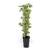 Alacalı Büyük Yapraklı Duvar Sarmaşığı Hedera Helix 1 Adet 40-60 Cm, Saksıda