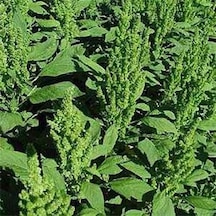 Yeşil Renkli Amaranthus Horoz İbiği Çiçeği Tohumu 50 Tohum