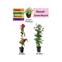Turuncu Begonvil+kokulu Hanıme Çiçeği+mezem Çiçeği 3'lü Peyzaj Seti