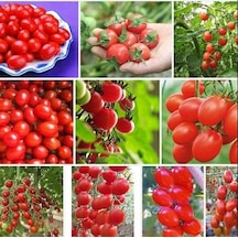 Karışık Cherry Domates Tohumu 100+ Tohum N118200