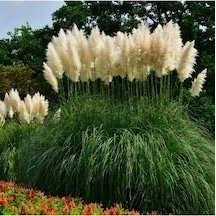 Nura Botanik Saz Püskülü Pampas Otu Cortaderia Selloana Pumila