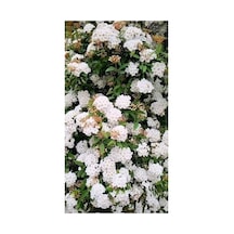 1,50cm Keçi Sakalı Çiçeği