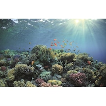 Kanki Pet Kp7045030 Akvaryum Arka Fon Yapıştırma 70 X 45 Cm