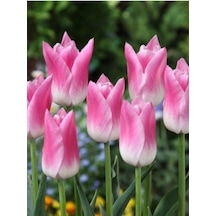 Lale Soğanı Bolroyal Pink 3 Adet