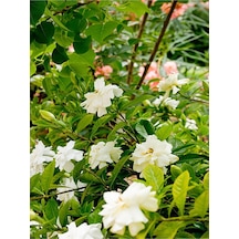 Ferah Kokulu 1 Adet Gardenya Çiçeği Saksılı 30-45cm Gardeia Flower