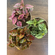 Hostes Çiçeği 3lü Set 3'lü Hipoestes Phyllostachya - Hostes Çiçeği Kırmızı -pembe-beyaz