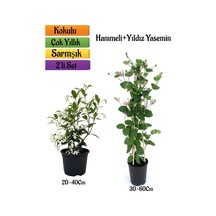 Mis Kokulu Yıldız Yasemin+kokulu Hanımeli Çiçeği Fidanı 2'li Bahçe Peyzaj Seti