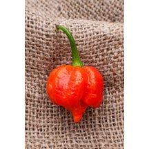 Dünyanın En Acısı Trinidad Scorpion Biber Tohumu 10+ Adet Tohum