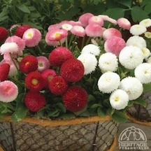 Mix Katmerli Bellis Perennis Ponpon İngiliz Çayır Papatyası Çiçeğ