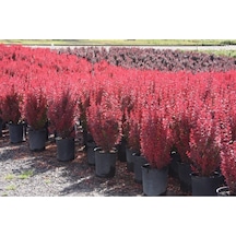 Videolu Roket Berberis Fidanı 40 60 Cm 1 Adet Saksılı Dış Mekan Bitkisi Berberis Thunbergii