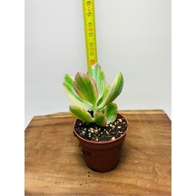 Crassula Ovata Variegata Iki Renkli Para Ağacı