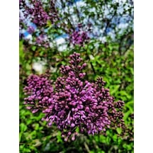 Videolu Mor Leylak Çiçeği Fidanı 50 70cm 1 Adet Tüplü Dış Mekan Bitkisi Syringa Reticulata