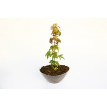 Bonsai Japon Akçaağacı Acer Palmatum Saydam Saksıda 3 Adet