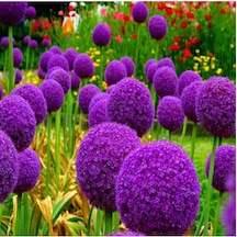 Tohum Dünyam 20 Adet Giant Ball Onion Allium Christophii Huge Hardy Perennial Tohumu