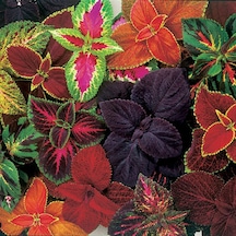 Kolyos Karışık Renkli Coleus Yaprak Güzeli Çiçeği Tohumu 100 T