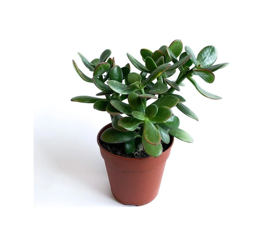Crassula Ovata - Para Çiçeği Fidanı 10-20 Cm