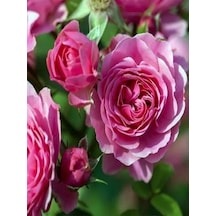 Videolu Pembe 1 Adet Bulgar Gülü Fidanı 40-60cm Saksılı Bulgarian Sapling
