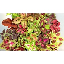 Yaprak Güzeli Karışık Renk 3 Adet 10-20 Cm
