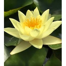 10 Adet Tohum Sarı Lotus Çiçeği Tohumu Nilüfer Su Çiçeği Tohum