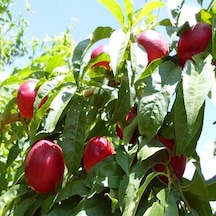 Tüplü Aşılı Erkenci Bol Verimli Zinkal 7 zincal 7 Nektarin Fida