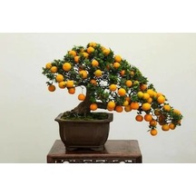 Bodur Bonsai Kayısı Ağacı Tohumu 2 Tohum + Tohum