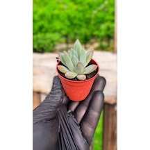 Echeveria Perle Sukulent