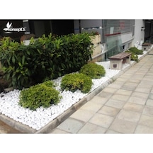 Tr Payam44 Beyaz Dolomit Taş 20 Kg 2,5-4 Cm Dekoratif Taş Bahçe Süs Taşı