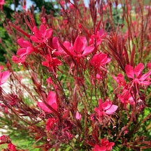 10 Adet Gaura Çalısı Paketi 'gaura Lindhemeria'