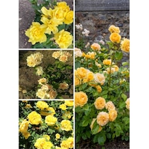 Yediveren Kokulu Açık Sarı 40 60 Cm Tüplü/ Saksılı Aşılı Gül Yellow Rose