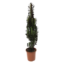Euphorbia Trigona 'Rubra' (Süt Ağacı) Ø17 CM Y60-70 CM