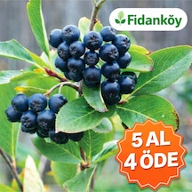 Aronya Fidanı Saksılı/tüplü