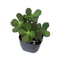 Ovata Para Ağacı Çiçeği 10-20 Cm