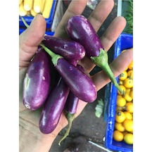 Nadir Ithal Thailand Minyatür Kemer Patlıcan Tohumu Ekim Seti 5 Tohum Saksı Toprak Kombin