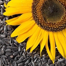 Paket Ay Çekirdeği Güne Bakan Tohumu 250 Tohum + Tohu