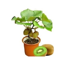 Bodur Bonsai Kivi Ağacı Tohumu Yeşil Tatlı Kivi Ağacı Tohumu 5 Adet Tohum..