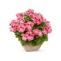 Özel Çeşit Pink White Clarion Canan Çiçeği Fidesi 1 Fide