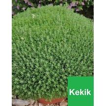 1 Adet Kekik Fidanı N11.25409