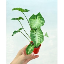 Videolu Melek Kanadı 1 Adet Saksılı 10-20cm Iç Mekan Bitkisi Syngonium Pixie